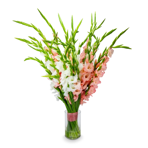 kytice gladiol